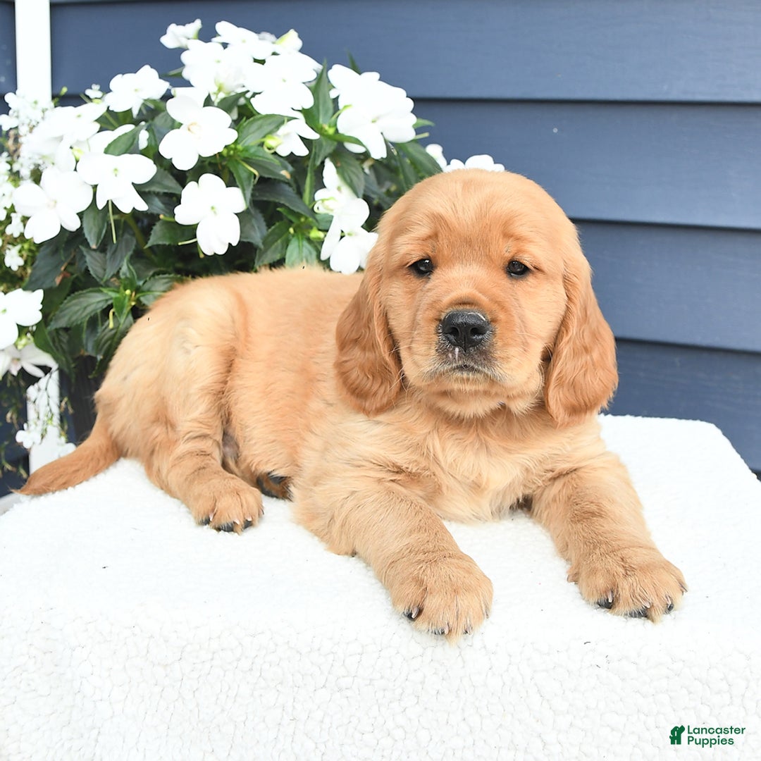 Miniature Golden Retriever dogs for sale: Kenny - Image 5