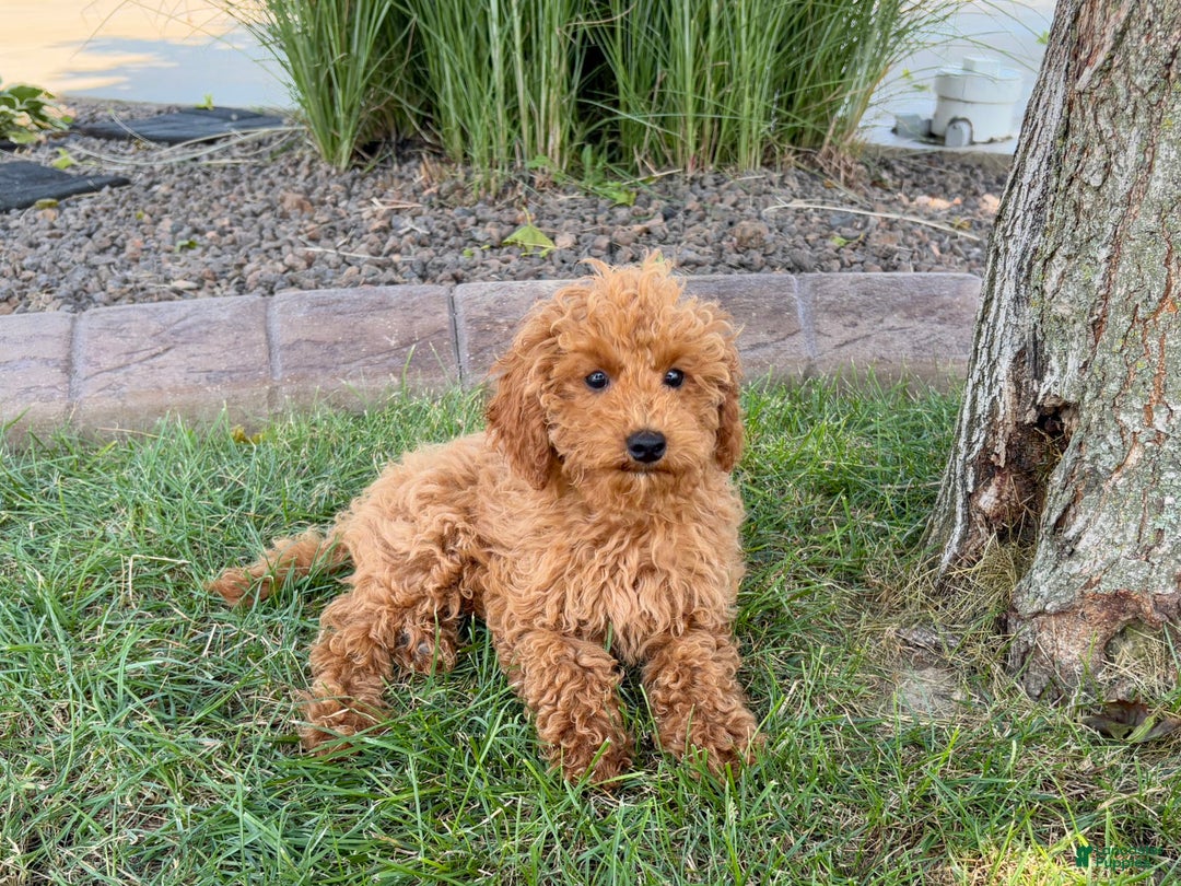 Cockapoo dogs for sale: Terry - Image 9