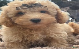 Miniature Poodle dogs for sale: Mila - Image 3