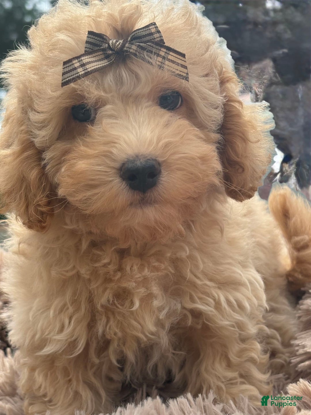 Miniature Poodle dogs for sale: Mila - Image 3
