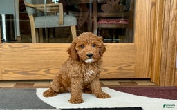 Cockapoo dogs for sale: Glen - Image 5