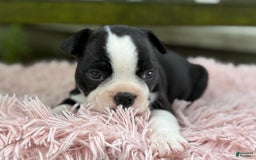 Frenchton dogs for sale: Jodi - Image 6