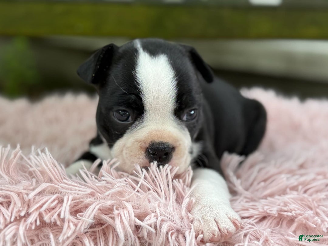 Frenchton dogs for sale: Jodi - Image 6