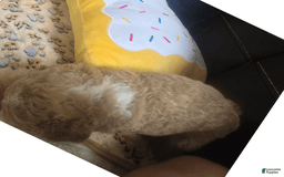 Goldendoodle dogs for sale: Chloe - Image 7