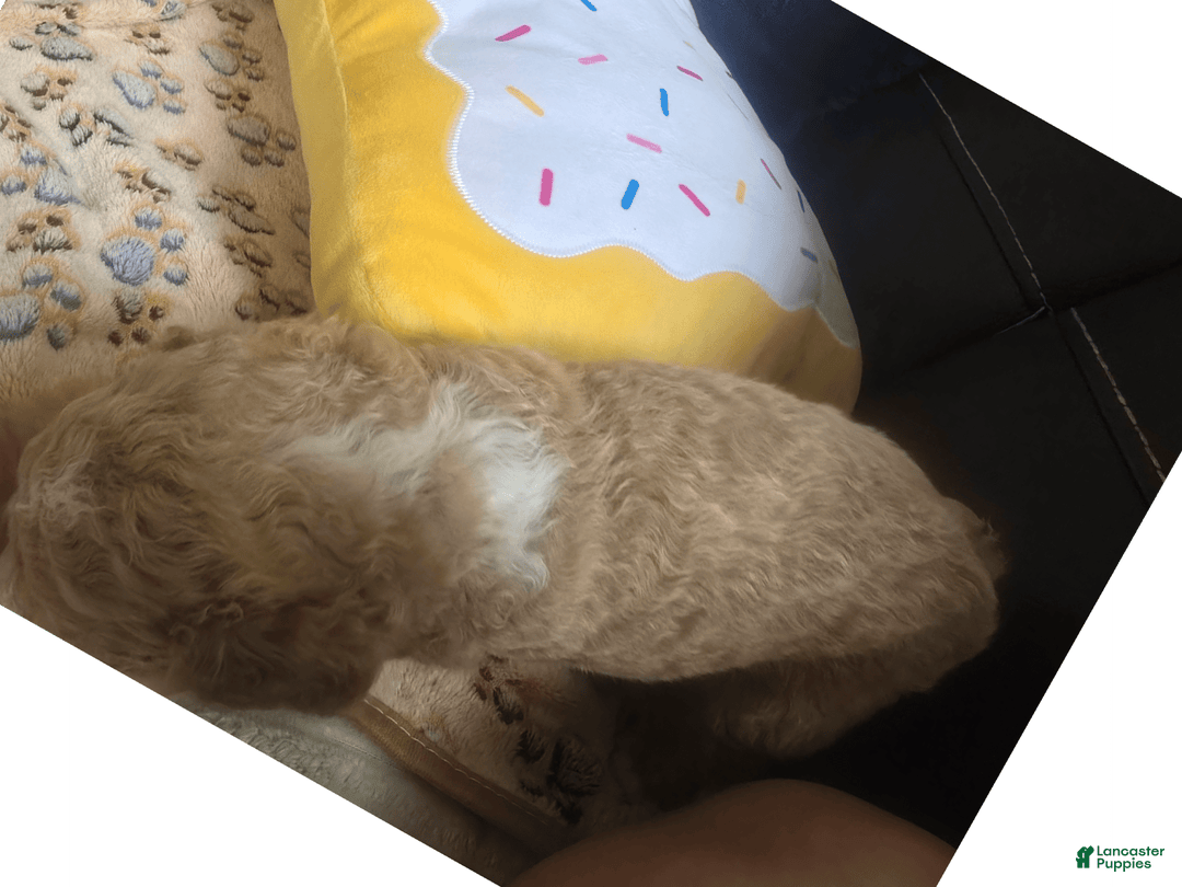 Goldendoodle dogs for sale: Chloe - Image 7