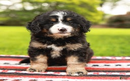 Mini Bernedoodle dogs for sale: Selah - Image 12