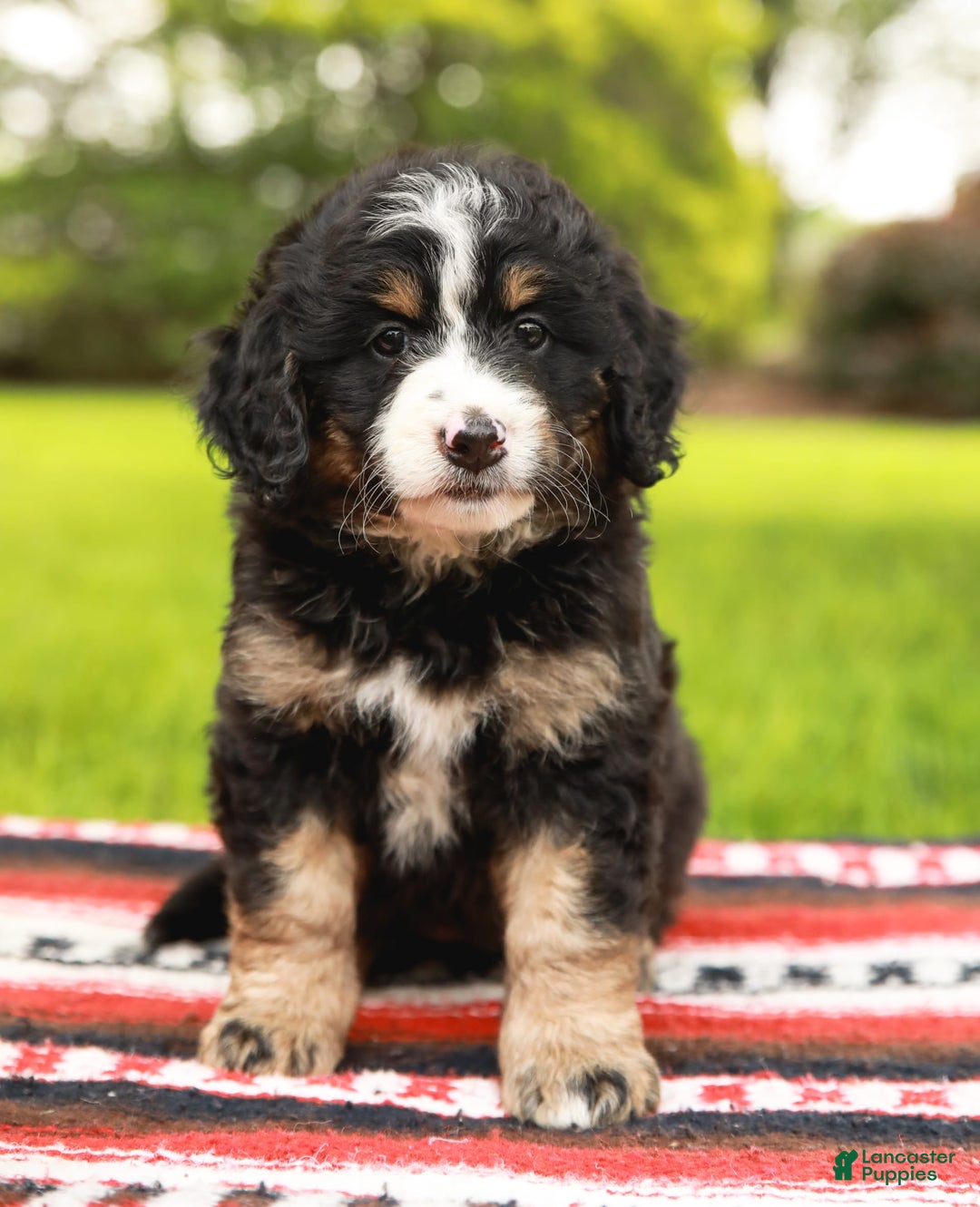 Mini Bernedoodle dogs for sale: Selah - Image 12