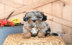 Mini Bernedoodle dogs for sale: Sparkey - Image 3
