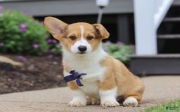 Welsh Corgi Pembroke dogs for sale: Diamond - Image 6