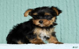 Yorkshire Terrier dogs for sale: Angel - Image 9