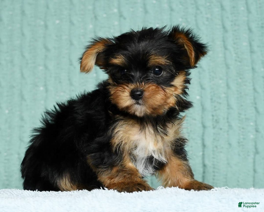 Yorkshire Terrier dogs for sale: Angel - Image 9