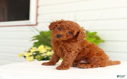 Miniature Poodle dogs for sale: Nacho - Image 4