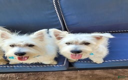 West Highland Terrier dogs for sale: Yankee - Image 3