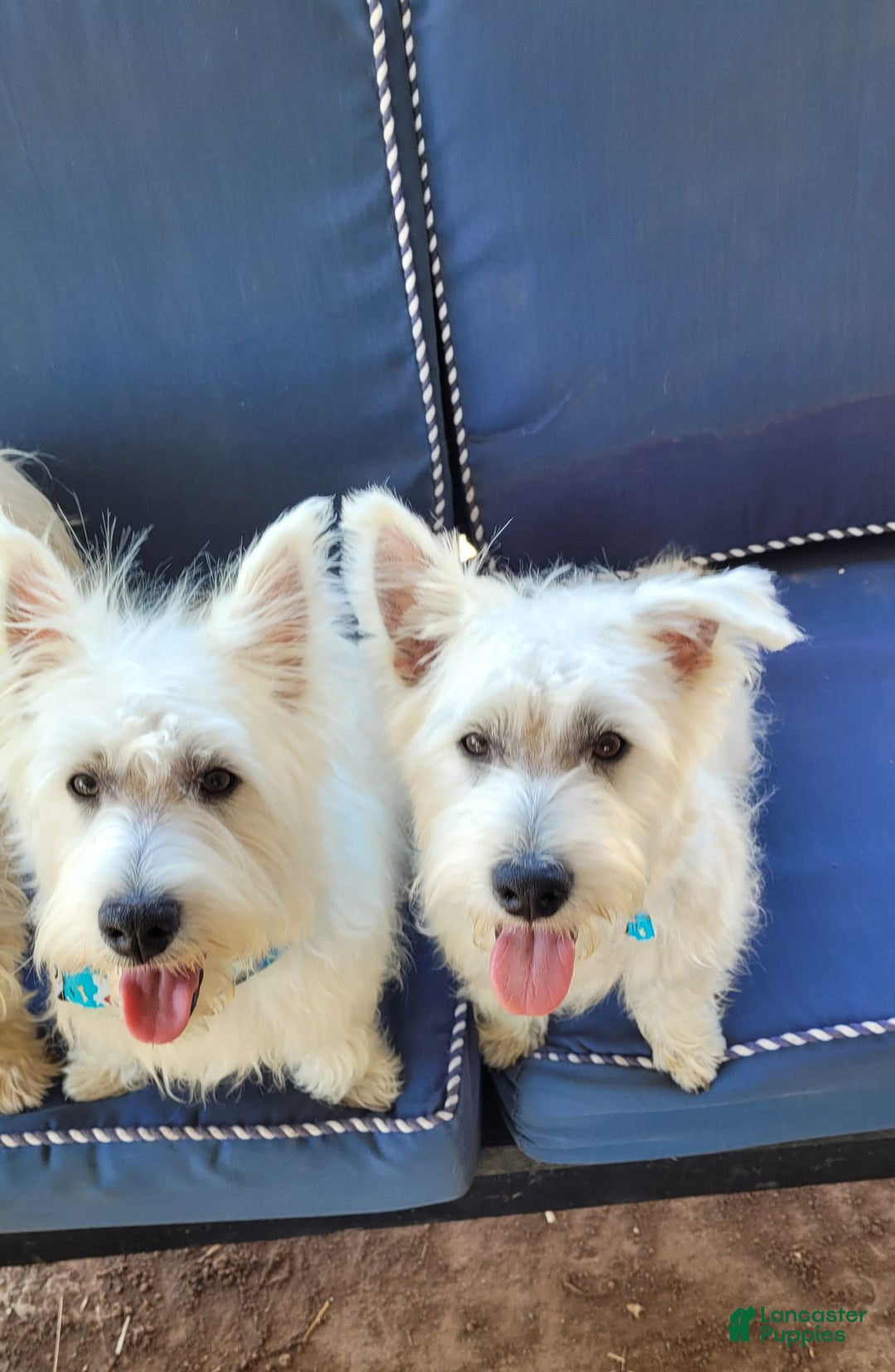 West Highland Terrier dogs for sale: Yankee - Image 3