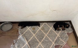 German Shepherd dogs for sale: 2nd Boy - Image 6