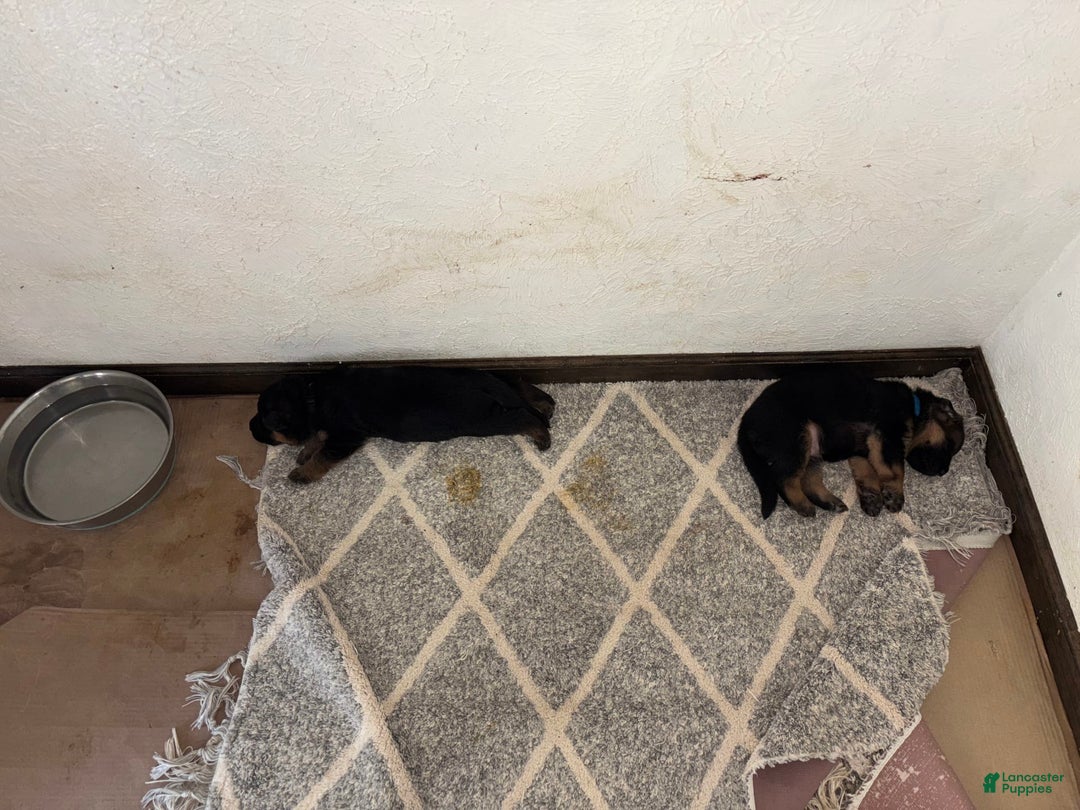 German Shepherd dogs for sale: 2nd Boy - Image 6