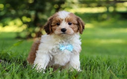 Shihpoo dogs for sale: Grady - Image 1