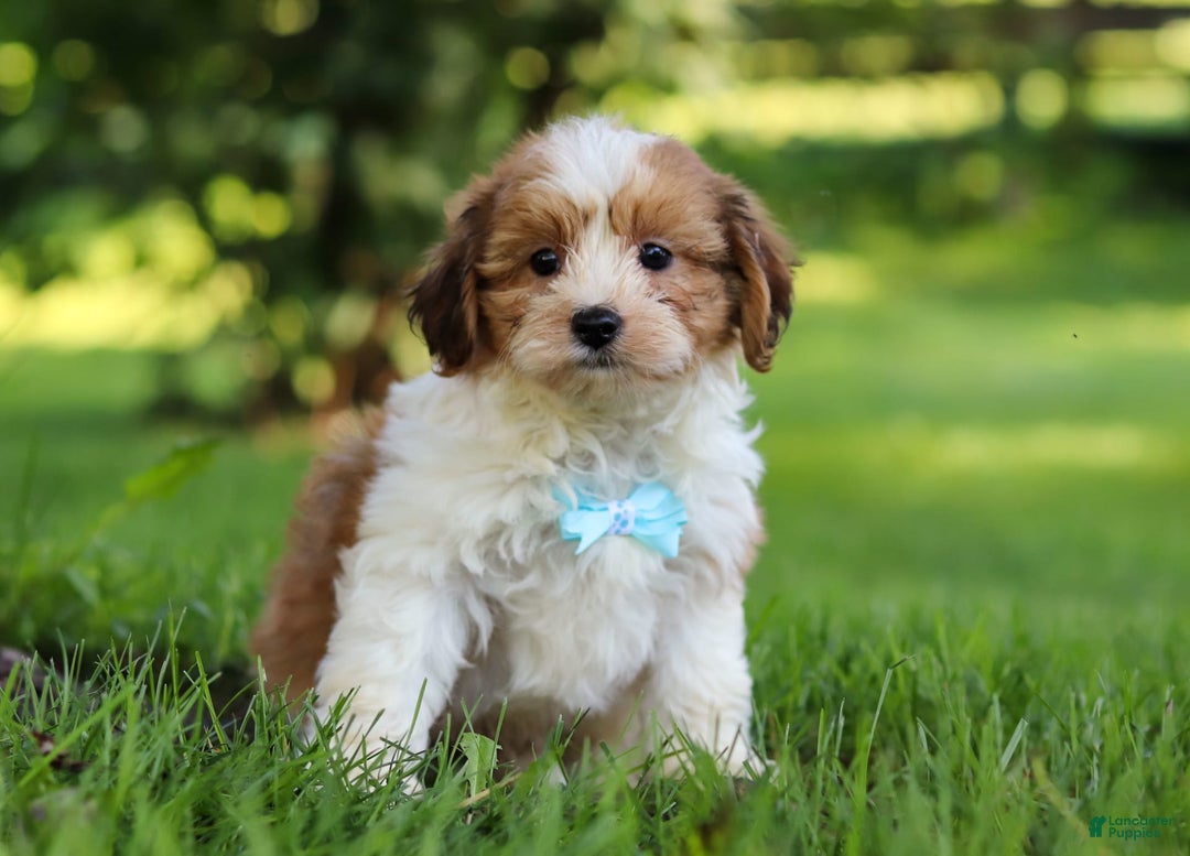 Shihpoo dogs for sale: Grady - Image 1