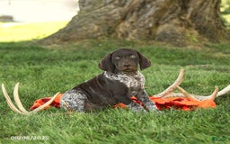 German Shorthaired Pointer dogs for sale: Brock AKC - Image 3