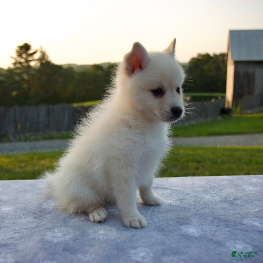Pomsky dogs for sale: Tannar - Image 3