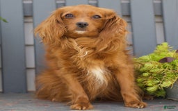 Cavapoo dogs for sale: Mickey - Image 6