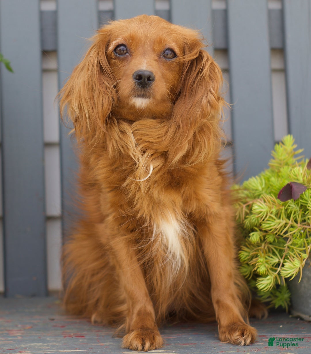 Cavapoo dogs for sale: Mickey - Image 6