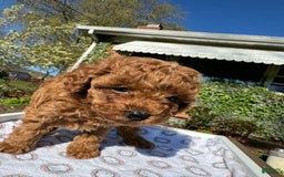 Toy Poodle dogs for sale: Lada - Image 18
