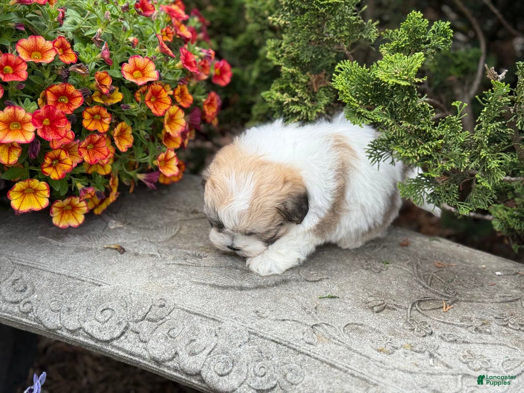 Teddy Bear dogs for sale: Razzle - Image 4