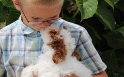Miniature Poodle dogs for sale: Lily - Image 42