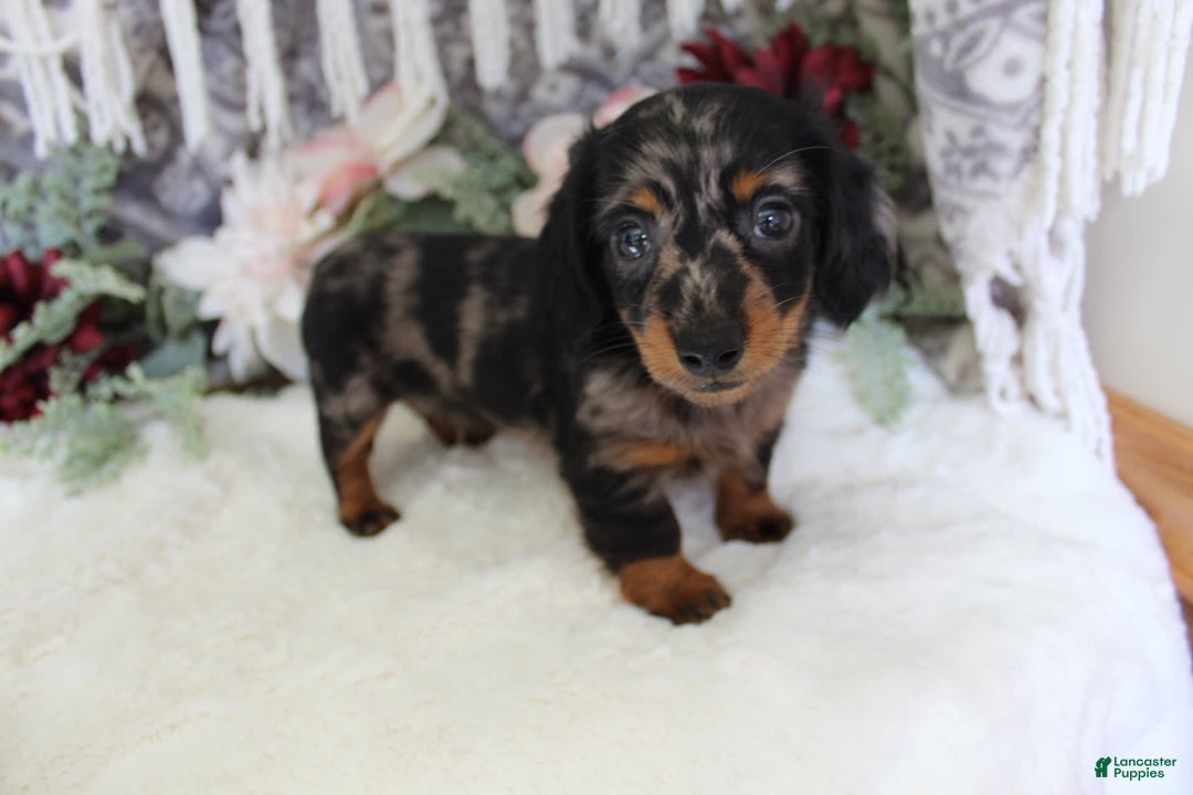 Miniature Dachshund dogs for sale: Gavin - Image 6