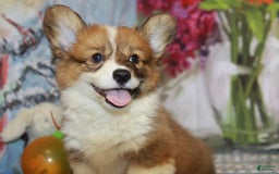Welsh Corgi Pembroke dogs for sale: Harvey Fluffy - Image 9