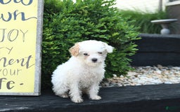 Toy Poodle dogs for sale: Lily - Image 3