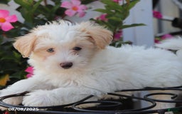 Maltipoo dogs for sale: Trixie - Image 4