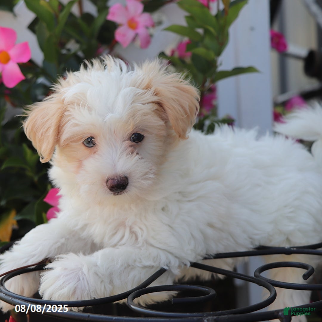 Maltipoo dogs for sale: Trixie - Image 4