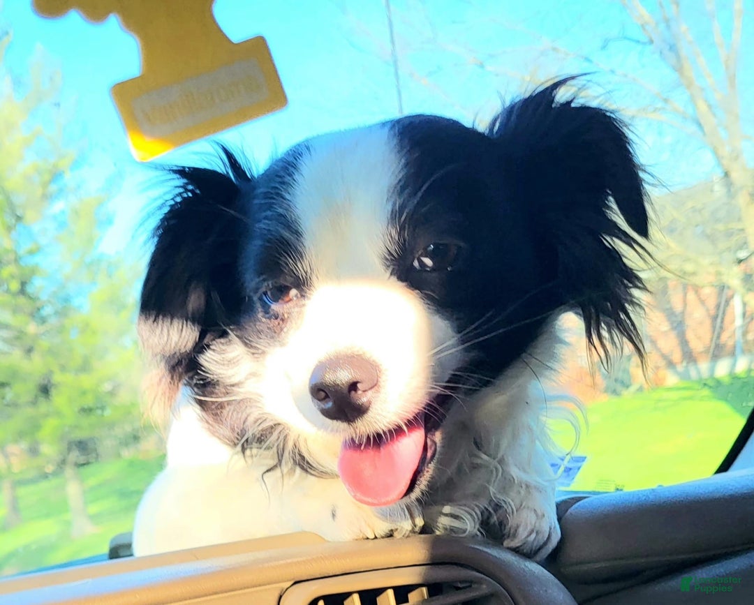 Chihuahua dogs for sale: Nix - Image 19