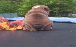 English Bulldog dogs for sale: Dixie - Image 7