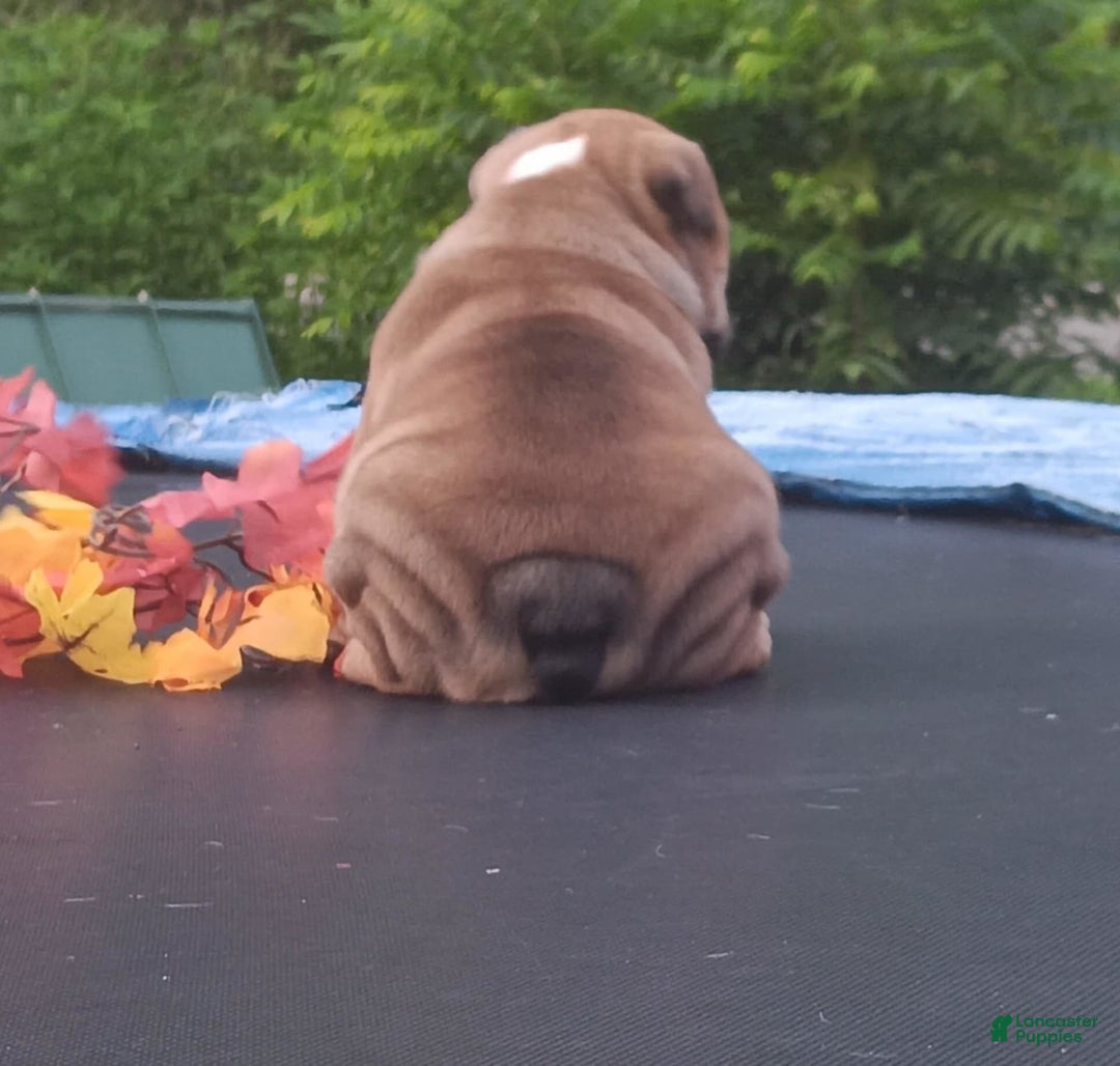 English Bulldog dogs for sale: Dixie - Image 7