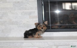 Yorkshire Terrier dogs for sale: Prince - Image 5
