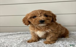  dogs for sale: Mini Goldendoodle 7 puppies - Image 20