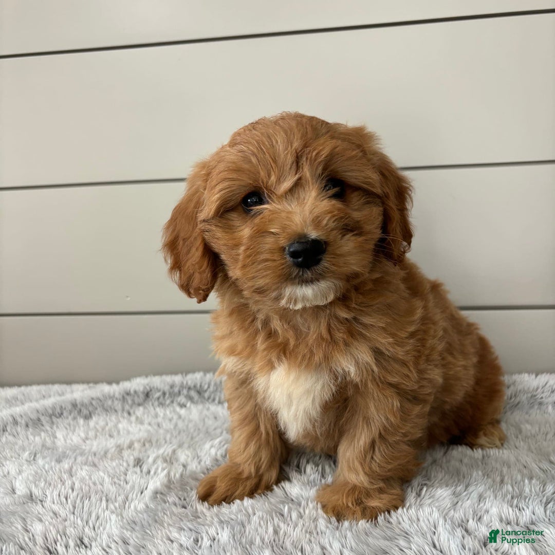  dogs for sale: Mini Goldendoodle 7 puppies - Image 20