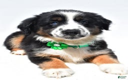 Miniature Australian Shepherd dogs for sale: Twinkle - Image 5
