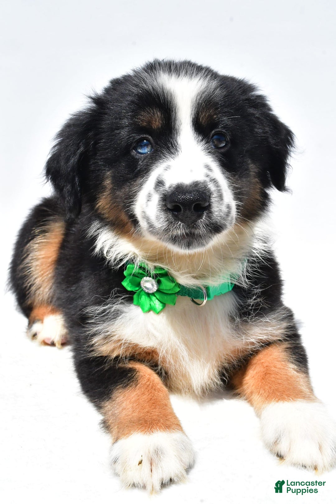 Miniature Australian Shepherd dogs for sale: Twinkle - Image 5