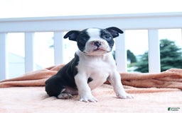 Boston Terrier dogs for sale: Earl - Image 3