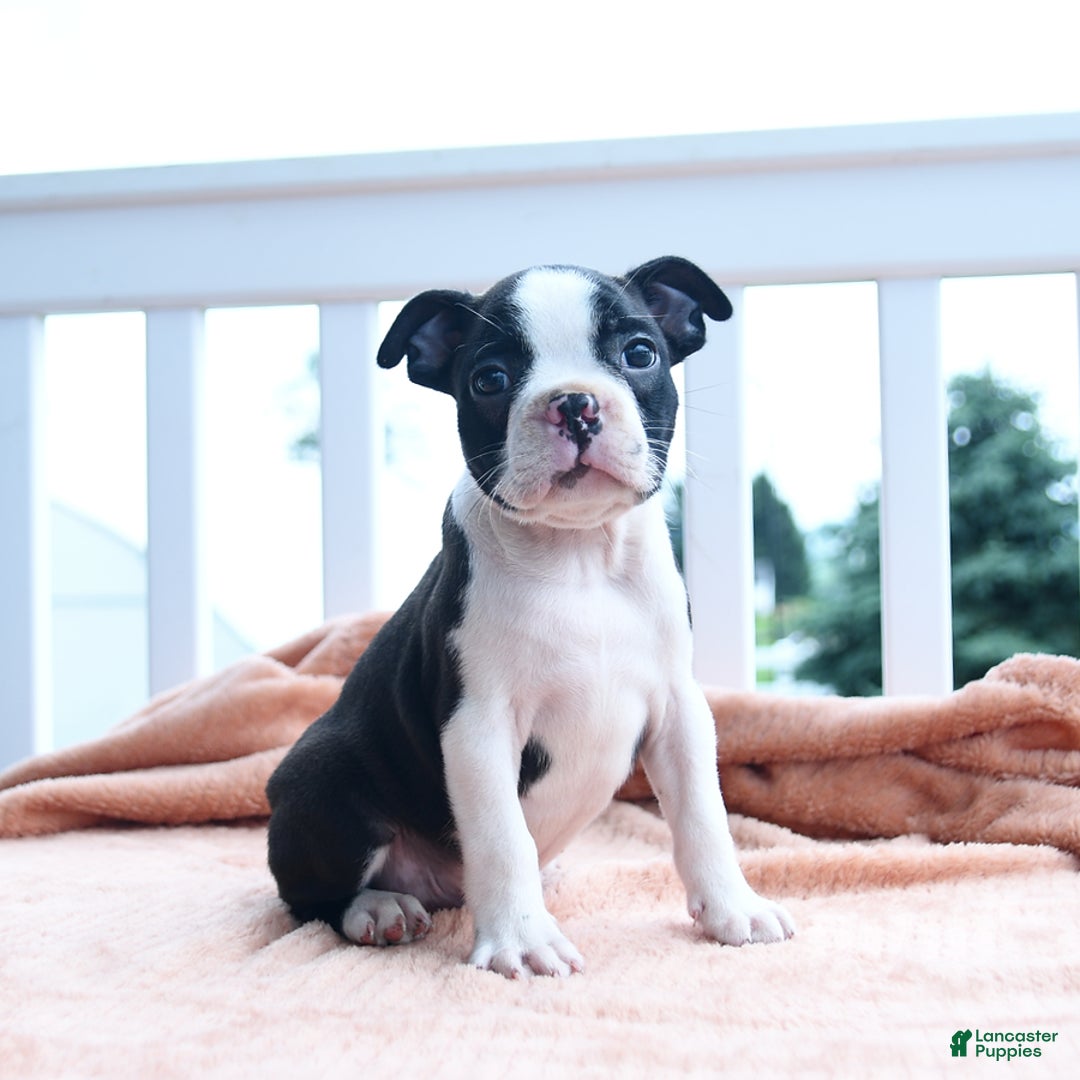 Boston Terrier dogs for sale: Earl - Image 3