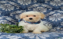 Maltese dogs for sale: Graham - Image 10