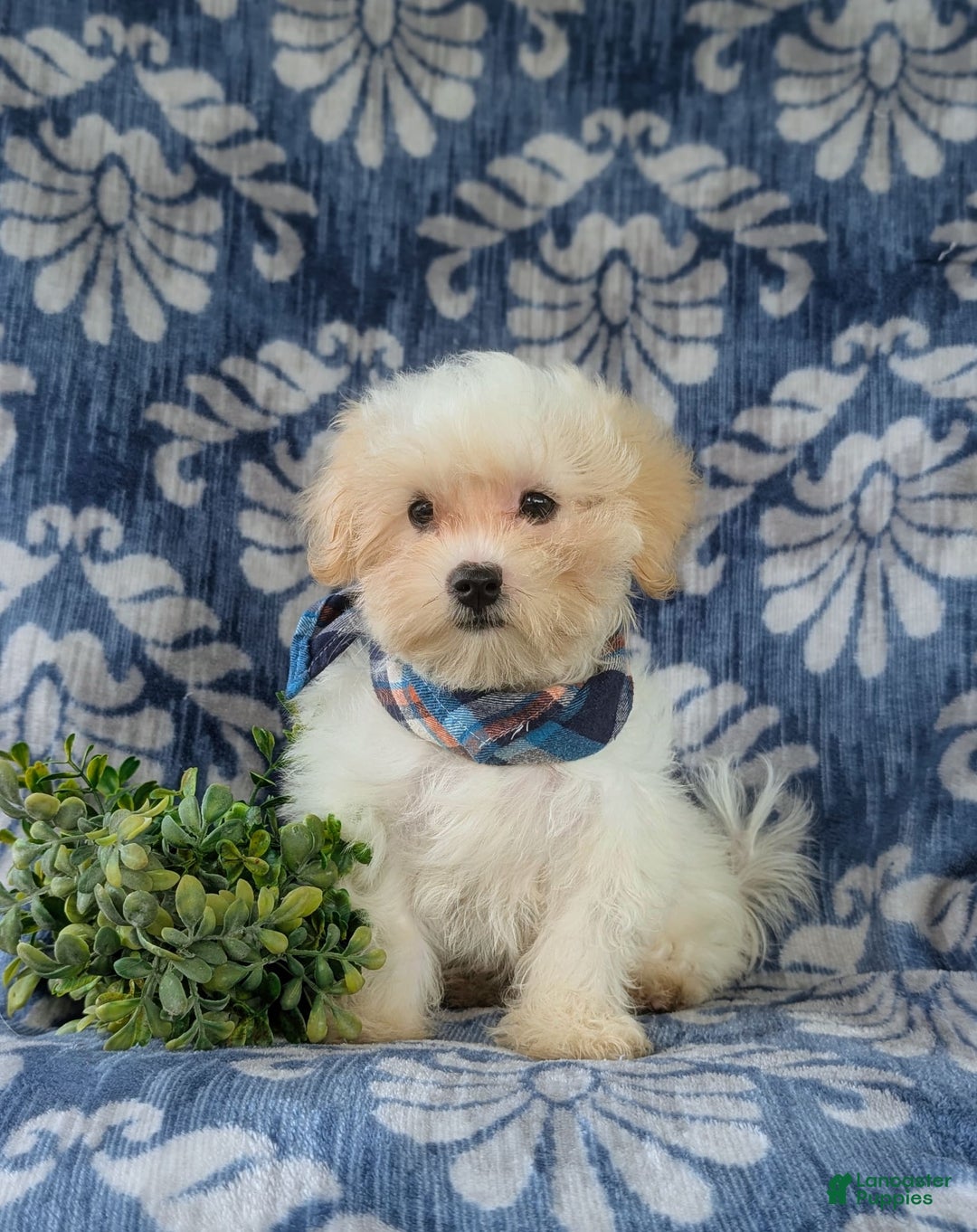 Maltese dogs for sale: Graham - Image 10