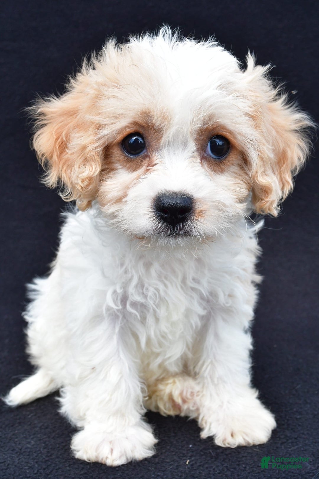 Cavachon dogs for sale: Brook - Image 1