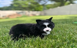 Pomsky dogs for sale: Nami - Image 16