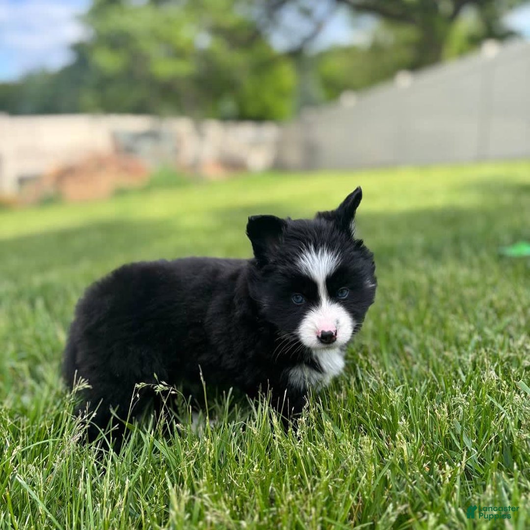 Pomsky dogs for sale: Nami - Image 16