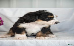 Bernedoodle dogs for sale: Jerry - Image 12